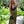 Loʻi Kalo - Organic Mini Bag