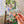 Suncatcher Collection