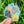 SHELLS OF KAUAI STICKER - LARGE