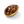 Tiger Cowrie and Clam Jewelry Case 