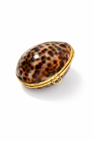 Tiger Cowrie and Clam Jewelry Case 
