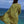 Lo’i Kalo Pareo: 67 x 43 in