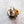 Tortoise Rose Hair Clip Claw