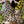 Navy Hau Pareo: 67 x 43 in
