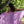 Purple Anthurium Organic Cotton Pareo