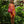 Hawaiian Airlines POG - Organic Mini Bag