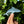 KAUAI SHARK CLEAR STICKER - SMALL