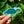 KAUAI SEA TURTLE STICKER - SMALL
