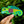 KAUAI GECKO STICKER - LARGE