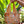 Kailua Blooms - Organic Mini Bag