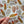 Cowrie Shell Sticker