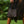 Kalo Gold - Organic Mini Bag