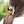 Tortoise Rose Hair Clip Claw