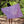 Purple Anthurium Organic Cotton Pareo