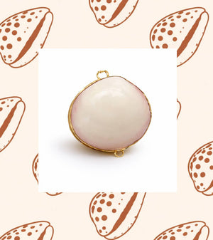 Tiger Cowrie and Clam Jewelry Case 