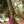 Neon Kalo Pareo: 67 x 43 in