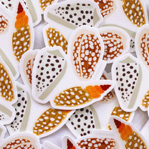 Cowrie Shell Sticker