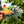 KAUAI ROOSTER CLEAR STICKER - LARGE